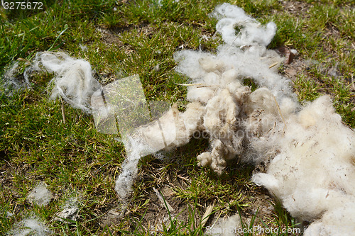 Image of Strands of wool fleece