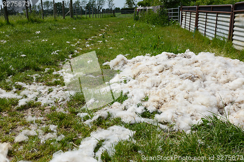 Image of Heap of fleece shearings