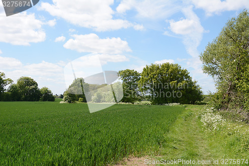 Image of Green farm field, edged by trees coming into leaf