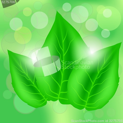 Image of Green Leaves