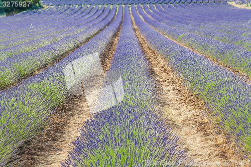 Image of Lavander field