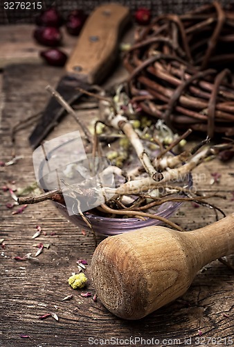 Image of medicinal herbs and roots