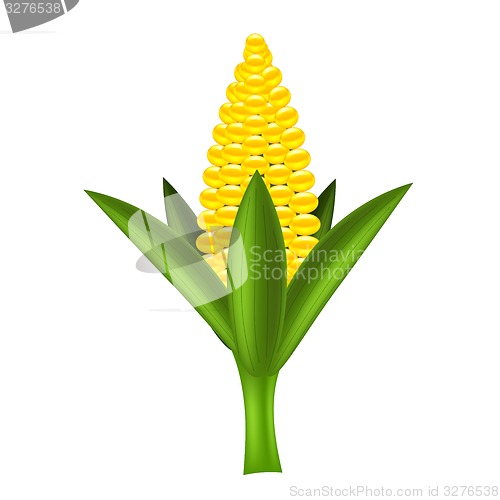 Image of Yellow Corn