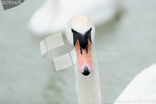 Image of Swan swimming with ducks