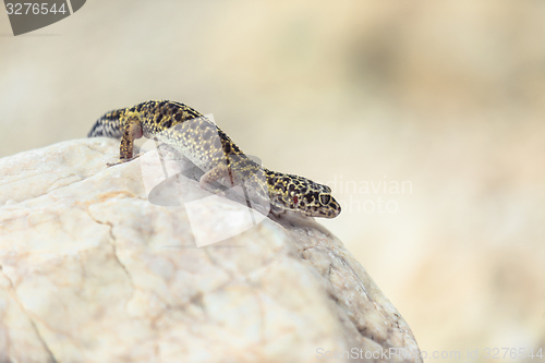 Image of Gecko lizard on rocks 