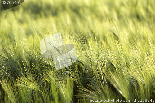 Image of Closeup photo of some fresh wheat