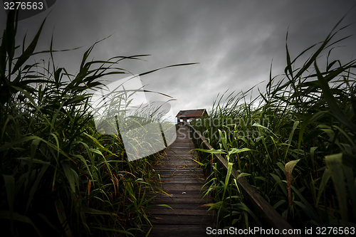 Image of Wooden path trough the reed