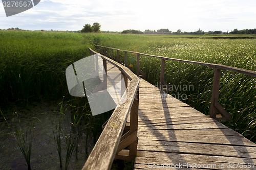 Image of Wooden path trough the reed