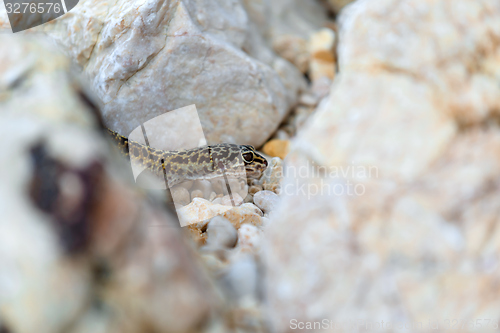 Image of Gecko lizard on rocks 