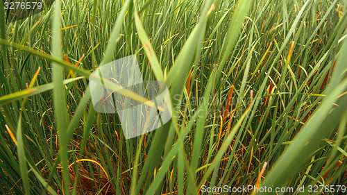 Image of Fresh green plants outdoors 