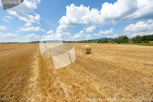 Image of Hay bails on the field