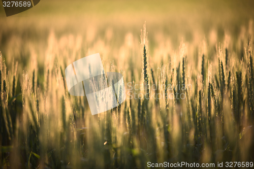 Image of Closeup photo of some fresh wheat