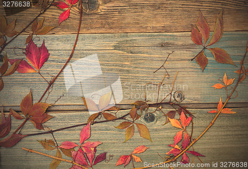 Image of herbarium. Still Life with dry leaves and stems