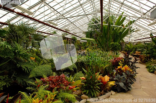 Image of Exotic plants in greenhouse.