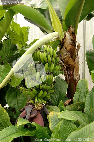 Image of Banana plant in greenhouse.