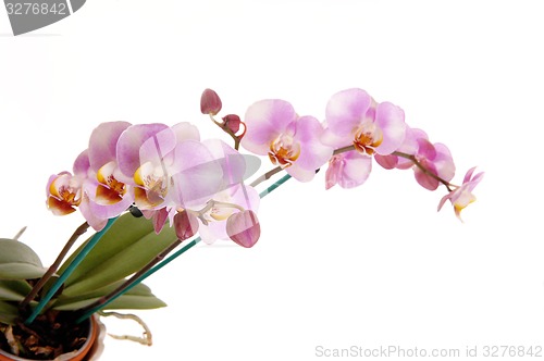 Image of Beautiful pink orchid\'s.