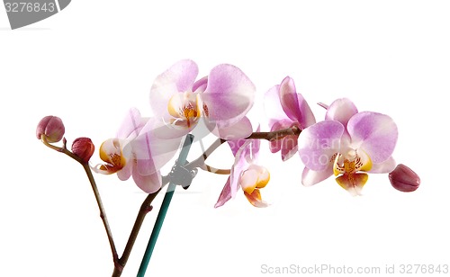 Image of Stem of pink orchid.