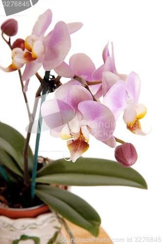 Image of Closeup of pink orchid.