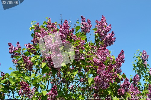Image of Violet lilac against blue sky.