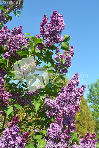 Image of Beautiful lilac blooming.