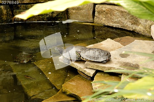 Image of Turtle in a pond.