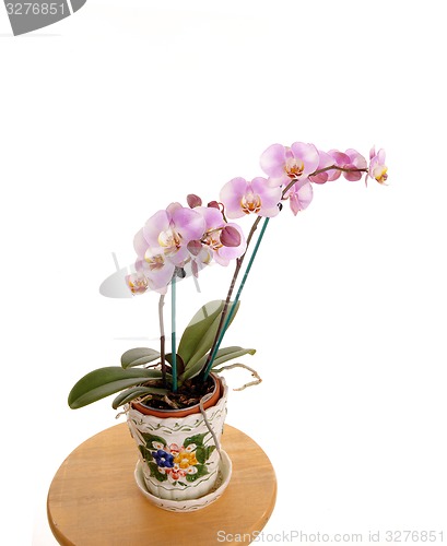 Image of Orchid for white background.