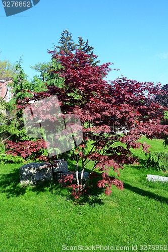 Image of Small red oak tree.