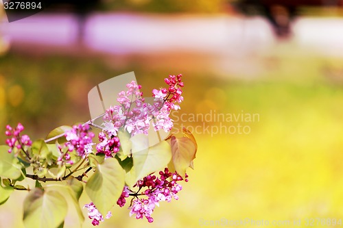 Image of Spring flowers on the tree 