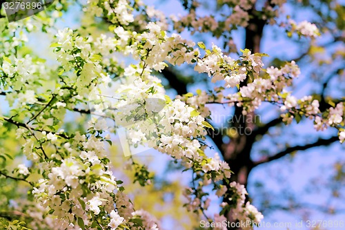 Image of Spring flowers on the tree 