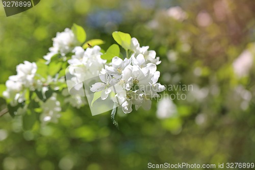 Image of Spring flowers on the tree 