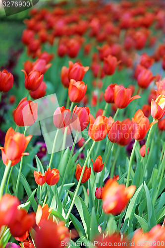 Image of Spring beautiful flowers tulips 