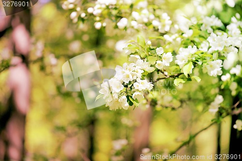 Image of Spring flowers on the tree 