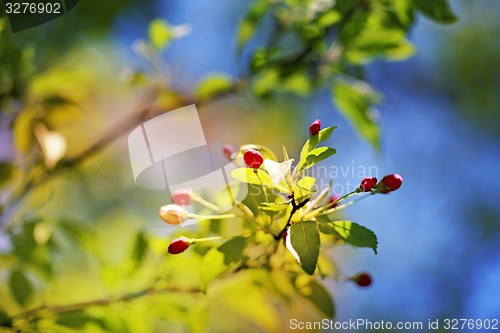 Image of Spring flowers on the tree 