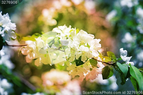 Image of Spring flowers on the tree 