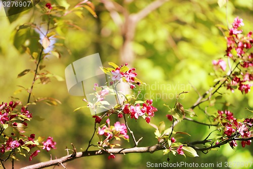 Image of Spring flowers on the tree 