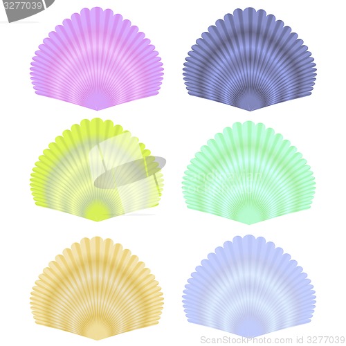 Image of Seashell Collection