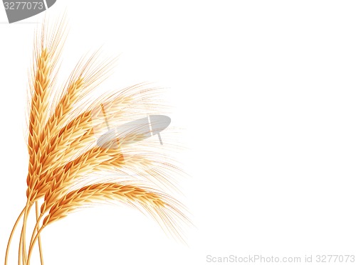 Image of Wheat ears isolated on white background. EPS 10