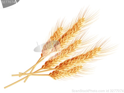 Image of Wheat ears isolated on white background. EPS 10