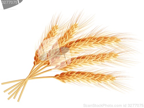 Image of Wheat ears isolated on white background. EPS 10