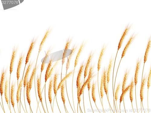 Image of Field of wheat on white. EPS 10