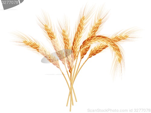 Image of Wheat ears isolated on white background. EPS 10