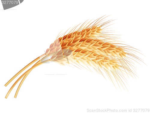 Image of Wheat isolated on white close up. EPS 10