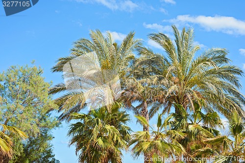 Image of Palm tree tops against a blue sky