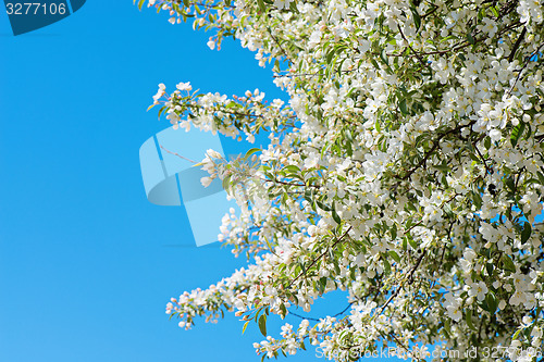 Image of Prunus padus blossom