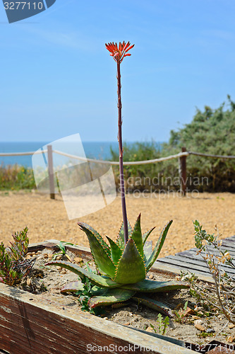 Image of Aloe flower in Praia da Rocha, Portugal