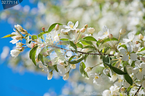 Image of Prunus bird cherry, macro
