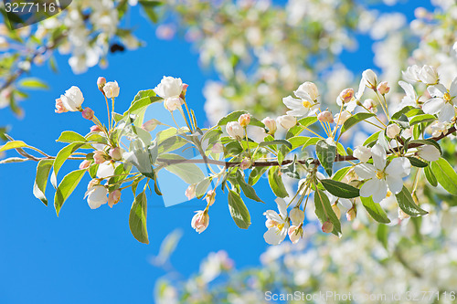 Image of Prunus padus blossom, macro