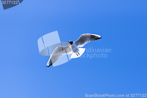 Image of Gull soaring in blue sky