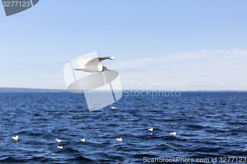 Image of Ggull flying over the lake