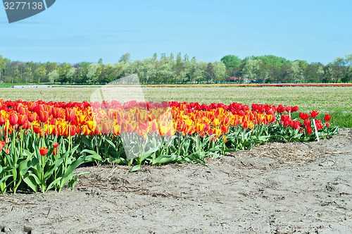 Image of Red tulips field in Holland